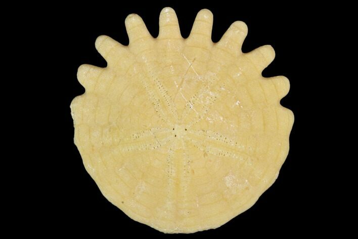 Fossil Sand Dollar (Heliophora) - Boujdour Province, Morocco #106757